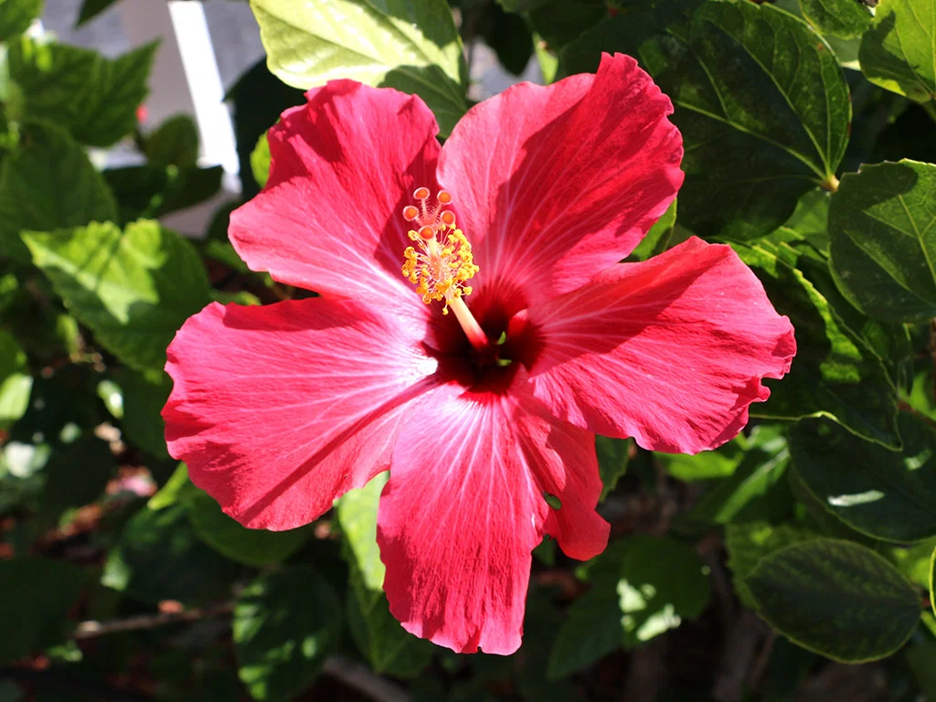 Breakaway Inn rates Breakaway Inn rates (closeup of a hibiscus flower)